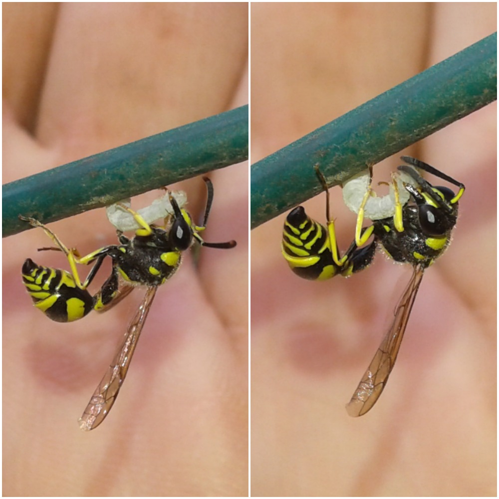 Eumenes sp. (Vespidae Eumeninae)? S, Eumenes mediterraneus e Eumenes sp.